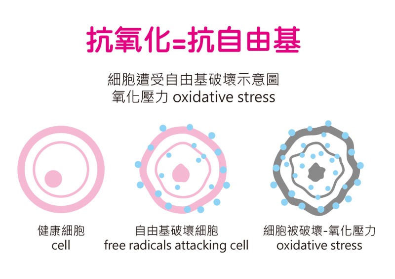 抗氧化=抗自由基示意圖